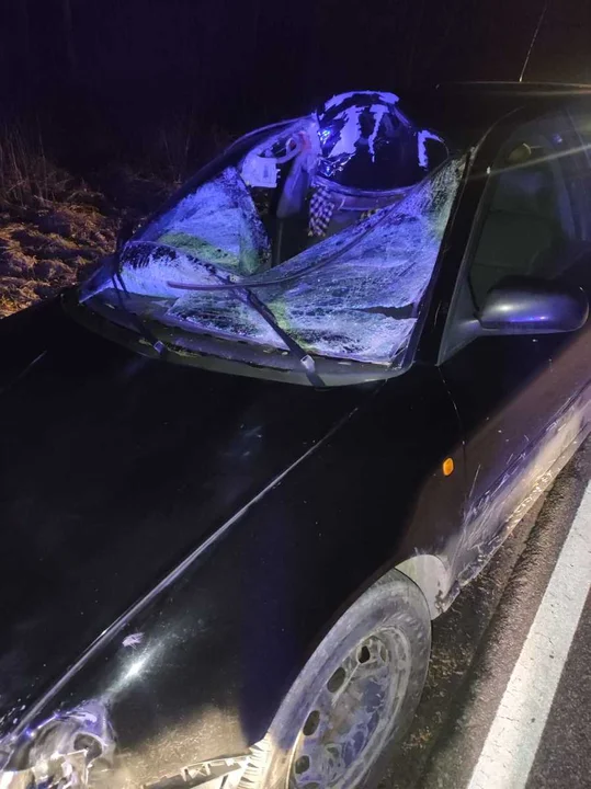 Powiat łęczyński: Samochód zderzył się z łosiem. Zwierzę nie przeżyło - Zdjęcie główne