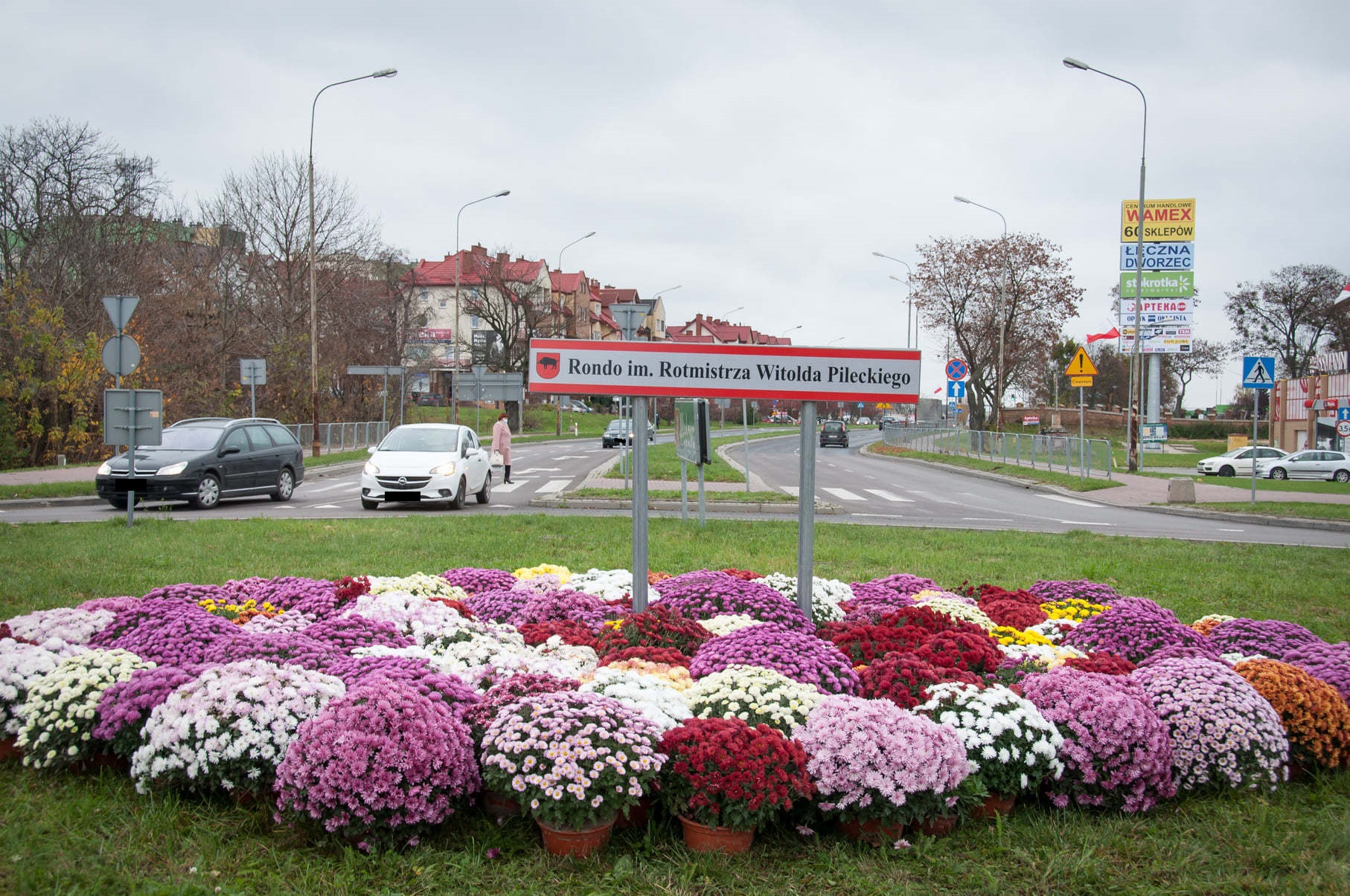Łęczyńscy handlarze sprzedali państwu 2 tys. chryzantem - Zdjęcie główne