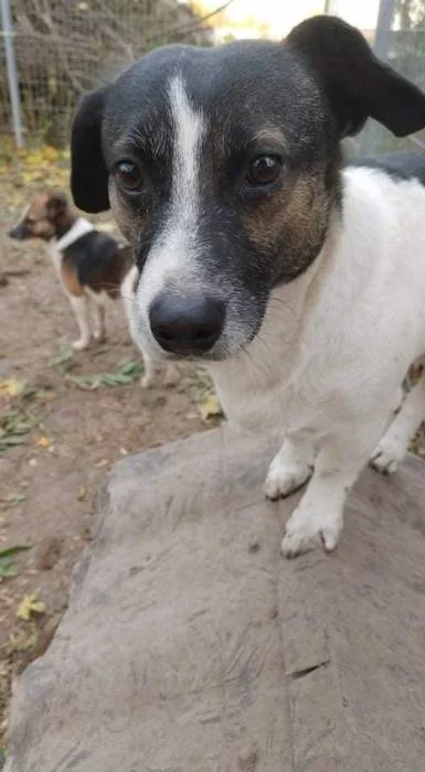  BENIO Jeden z 68. psów pani Teresy, które po śmierci właścicielki z dnia na dzień stały się bezdomne. Dziś do pilnej adopcji zostało 18 piesków, wśród nich Benio. Z małych psów, wiek ok. 2-3 lat, waga 12 kg. Warto dać mu szansę. Może być dla kogoś tym jedynym, a nie jednym z wielu niechcianych, będących problemem do wyeliminowania. "Ich losem nikt się nie przejmuje, a nam dochodzą codziennie nowe zgłoszenia. Nic nikogo nie obchodzi, każdy czeka aż rozwiążemy problem, a my tracimy siły" - czytamy w poście SMdZ 