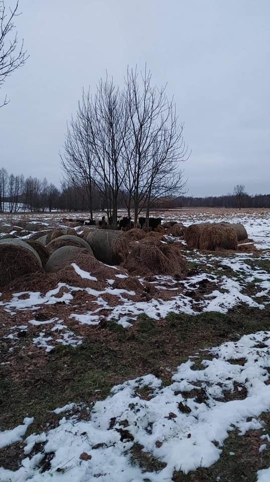 Stowarzyszenie Milejów dla zwierząt