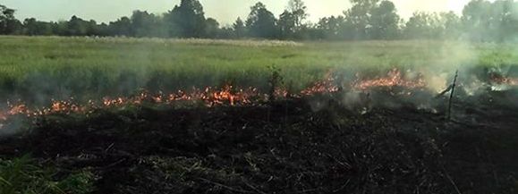 Pożar łąk w Łęcznej - Zdjęcie główne