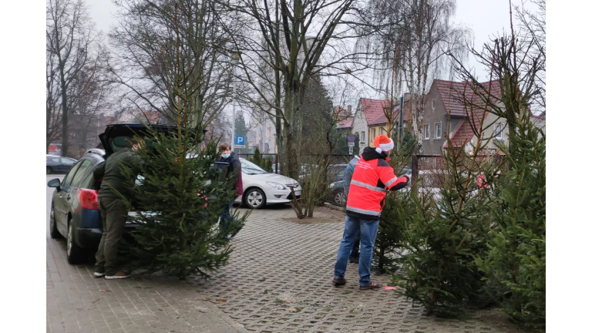 Darmowe choinki w Zamościu. Kiedy i gdzie? - Zdjęcie główne